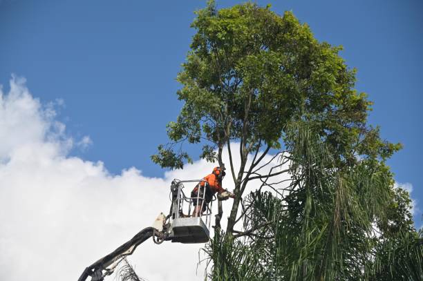 Reliable Carnegie, OK Tree Services Solutions