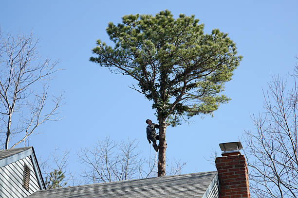 Best Tree and Shrub Care  in Carnegie, OK